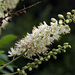 Sweet Pepperbush - Photo (c) Tom Potterfield, some rights reserved (CC BY-NC-SA)