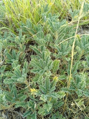 Astragalus sempervirens