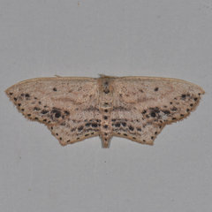 Scopula cacuminaria