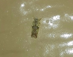 Protalebrella conica