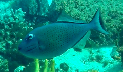 Xanthichthys ringens