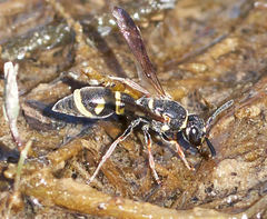 Gastrodynerus vanduzeei