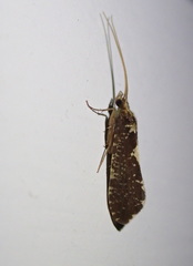 Polyplectropus