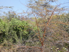 Vachellia seyal