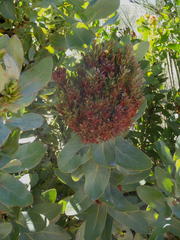 Protea witches broom phytoplasma