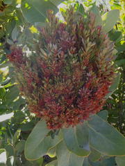 Protea witches broom phytoplasma