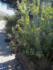 Protea witches broom phytoplasma
