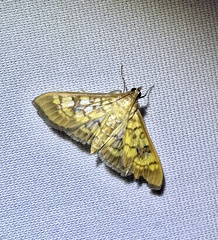 Mimorista