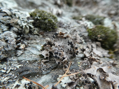 Umbilicaria cylindrica