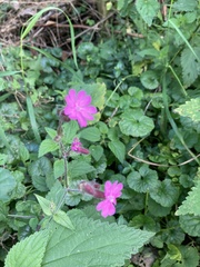 Silene × hampeana