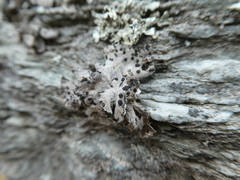 Umbilicaria cylindrica