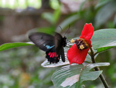 Parides lysander
