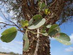 Erythrina abyssinica