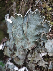 Peltigera leucophlebia