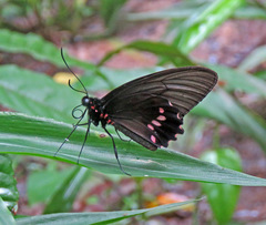 Parides lysander