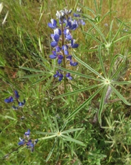 Lupinus benthamii