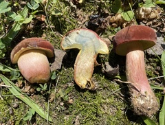 Boletus patrioticus