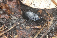 Abax parallelepipedus
