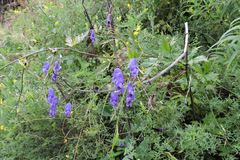 Aconitum degenii