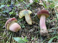 Boletus patrioticus