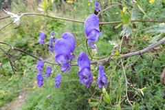 Aconitum degenii