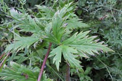 Aconitum degenii