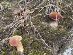 Boletus patrioticus