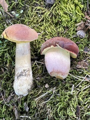 Boletus patrioticus