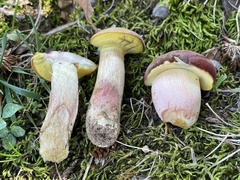 Boletus patrioticus