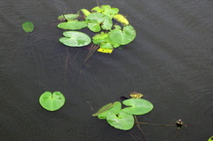 Nuphar lutea