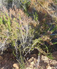 Erica glomiflora glomiflora