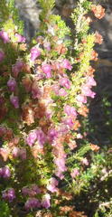 Erica glomiflora glomiflora