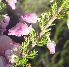 Erica glomiflora glomiflora