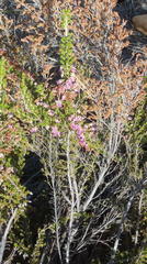 Erica glomiflora glomiflora