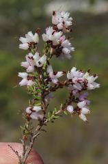 Erica interrupta