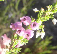 Erica glomiflora glomiflora
