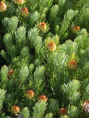 Leucadendron dregei