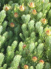 Leucadendron dregei