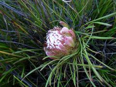 Protea montana