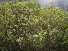 Hypericum mysurense