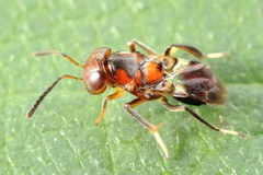 Encyrtus aurantii