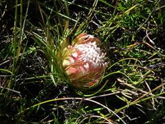 Protea montana
