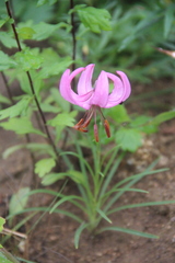Lilium cernuum