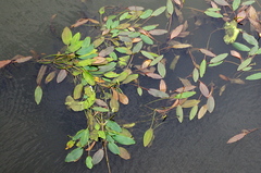 Potamogeton nodosus