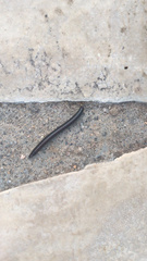 Ommatoiulus sabulosus aimatopodus