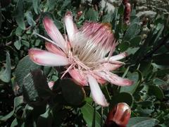 Protea punctata