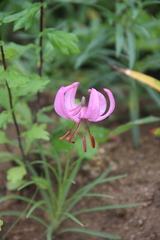Lilium cernuum