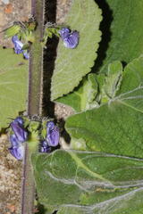 Coleus barbatus grandis