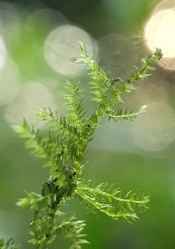 Oxyrrhynchium speciosum, 2021-08-24
