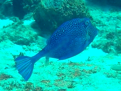 Acanthostracion polygonium